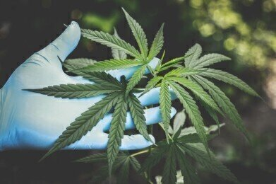 Mail Order Marijuana: The Safe, Convenient Way to Buy Cannabis